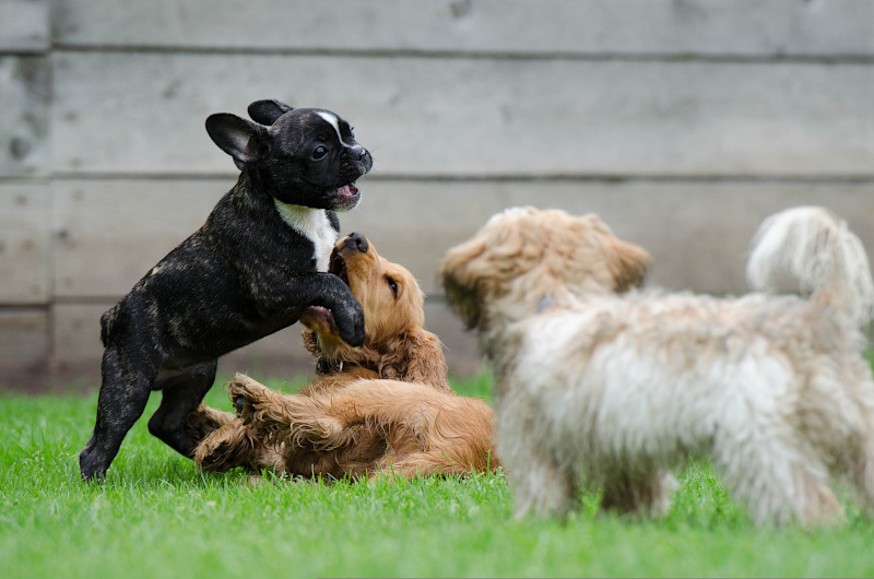 Junge Hunde beim Spiel