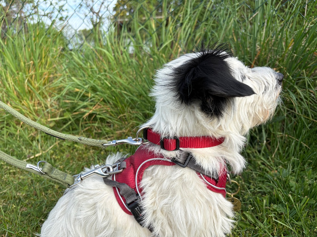 Hund mit Brustgeschirr und Leine als Ersatz für Halti aus anatomischen Gründen