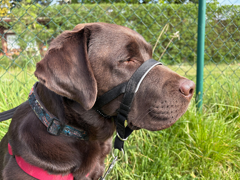 Hund mit Halti-Geschirr im Freien