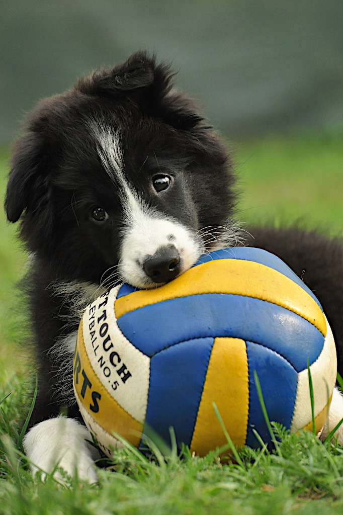 Border Collie Welpe spielt mit einem Ball