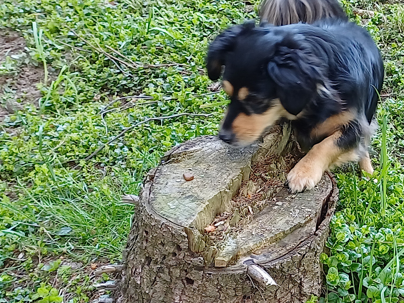 Benni sucht Leckerlis auf einem Baumstamm