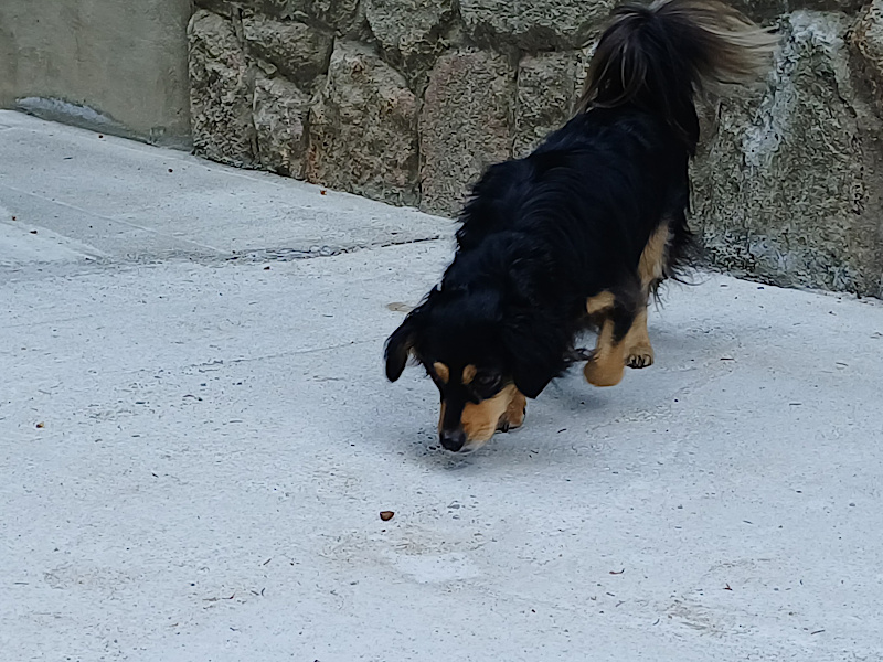 Benni sucht Leckerlis auf dem Beton