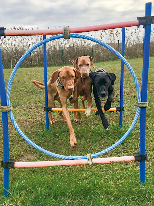 Drei Hunde gleichzeitig in einem Parcour