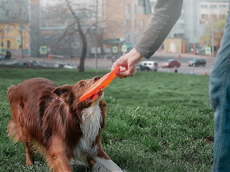 Zerrspiel mit einer Frisbee-Scheibe