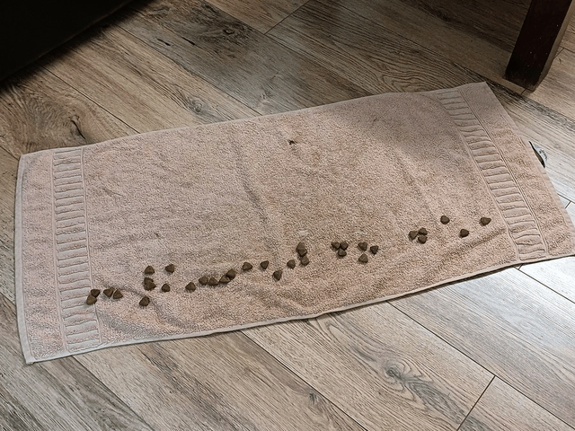 Animation: Hundefutter wird in einem Handtuch versteckt