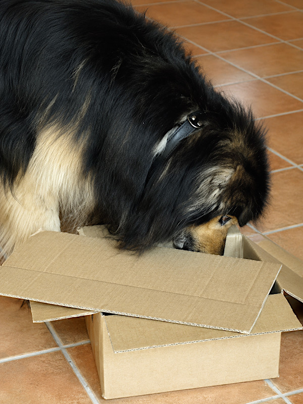 Rocky sucht Leckerlis in einem Karton