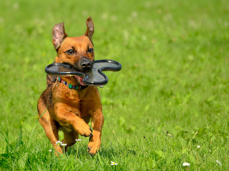Viele Hunde lieben das Apportieren, aber auch das will erst gelernt sein