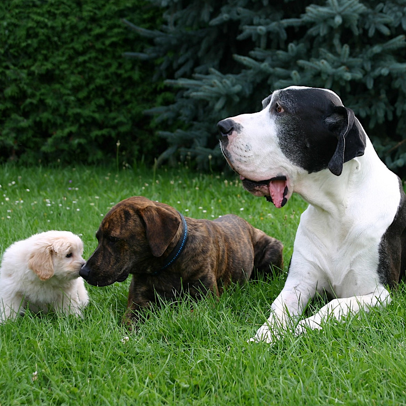Hundeschule Vent