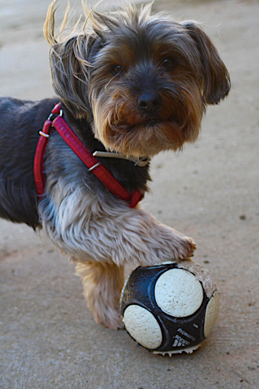 Westi spielt mit Ball