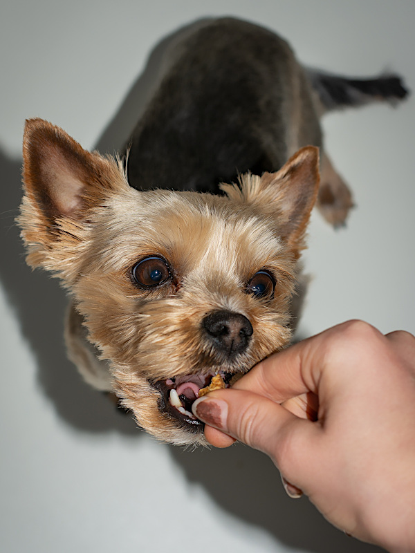 Hund bekommt Leckerli