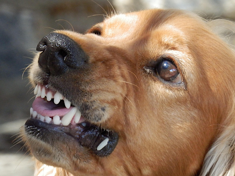 Knurrender Hund