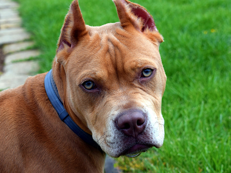 Pitbull