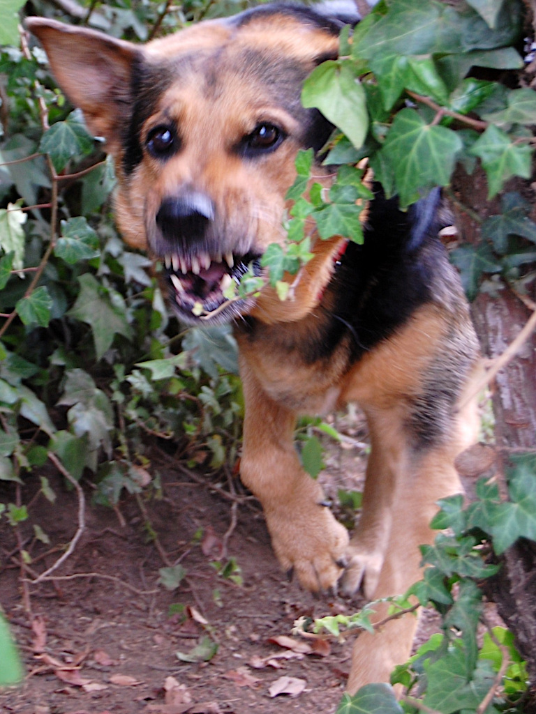 Platzhalter: Beratung mit Hund